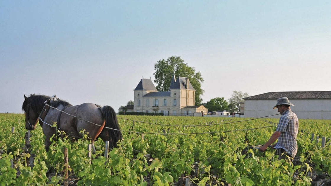 vintage château margaux 1952 フランス Marg_1200x630.jpg?v=1732388316