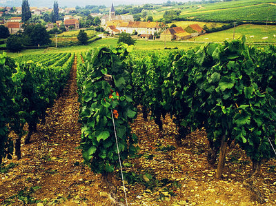 2012 Armand Rousseau Gevrey 1er Cru 'Cazetiers'