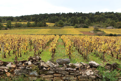 2017 Hubert Lamy Chassagne 1er Cru 'Les Macherelles'