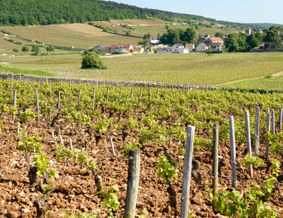 1988 Joseph Roty Gevrey 1er Cru 'Les Fontenys'