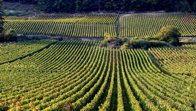 2022 Fourrier Gevrey 1er Cru 'Combe Aux Moines'