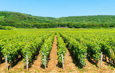 2022 Domaine de la Commaraine Nuits 1er Cru 'Aux Bousselots'