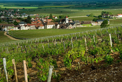 Domaine Dujac: A 2016 Trio