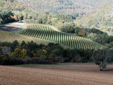 Rosé – Somm Cellars